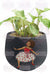Delta Sigma Theta Black Ceramic Planter - KIOKO